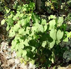 Image result for Abutilon grantii