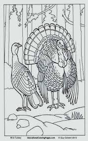Wild Turkey Coloring Pages Fresh The Wild Coloring Pages Golfpachuca Turkey Coloring Pages Bird Coloring Pages Animal Coloring Pages