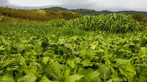 In early summer, you can still also plant many cos/romaine type lettuces that will mature before the end of the season, and later in summer, you can plant winter lettuces that will survive the winter with a little protection. 3 Reasons For Planting Late Summer Food Plots Redneck Blinds