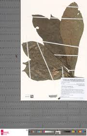 Image result for Argomuellera