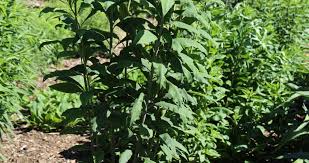 Image result for Vernonia jelfiae