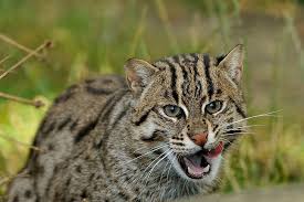 Maybe you would like to learn more about one of these? Wallpaper Kucing Memancing Hd Unduh Gratis Wallpaperbetter