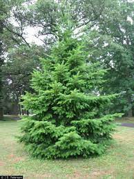 Technically, this tree is not a 'true' fir. Tree In A Box Douglas Fir