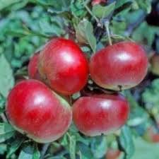Depending on the climate zone literally 100s of varieties can be grown both commercially and in the home garden. Buy Apple Trees Online Crj Fruit Trees Nursery Uk