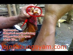 Cara Mengobati Radang Tenggorokan Manikan Pada Ayam