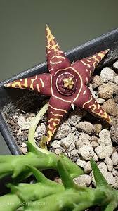 Image result for Euphorbia halipedicola