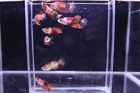 Betta Fish Betta Fish Ideas Bettafish Fishbetta Live Betta Fish Assorted Female Nemo Betta For Sorority Tank 120 00 Betta Fish Betta Fish Tank Betta
