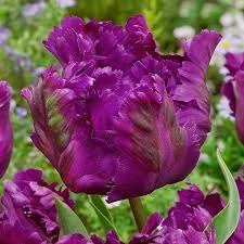 Or many years they have readily available for sale by post and now catalogues are usually. Parrot Tulip Parrot Negrita Flower Bulbs Plant For Etsy Bulb Flowers Spring Flowering Bulbs Parrot Tulips