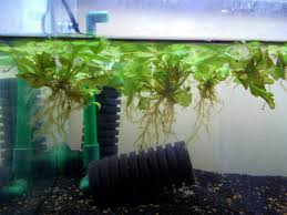 熱帯魚水槽に浮き草を入れよう おすすめで人気の浮草8選 トロピカ