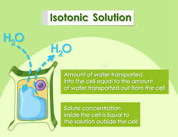 What would happen to the animal cell in the isotonic solution if it. Isotonic Solution Stock Illustrations 36 Isotonic Solution Stock Illustrations Vectors Clipart Dreamstime
