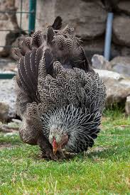Black And White Hen A Black And White Heritage Breed Dark Brahma Hen Fancy Chickens Chickens Backyard Chicken Breeds