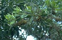 Image result for Psydrax livida