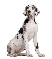 We love our danes, and we hope you will too. Great Dane Puppy 6 Months Old Sitting Dane Puppies Great Dane Puppy Great Dane