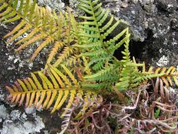 Image result for Pityrogramma