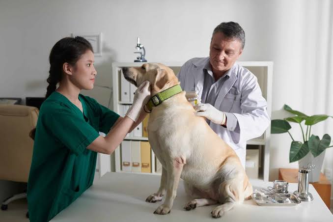 Top Questions to Ask Your Vet During Your Pet's Annual Visit | Caring Paws Animal  Hospital | Caring Paws Animal Hospital