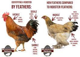 Combs help showcase a rooster's sexual maturity to the hens. The Most Accurate Ways To Identify A Rooster Mt Healthy Hatcheries