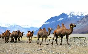 Check 'innuendo' translations into czech. Camel Safari In Ladakh Bacterian Camel Safari In Nubra Valley