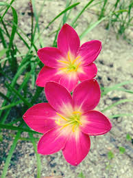 Image result for Zephyranthes minuta