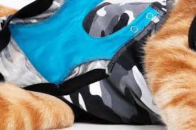 Stockvideo's van small cat wearing recovery suit to protect wound after cat spay neuter surgery. Recovery Suit Cat Suitical