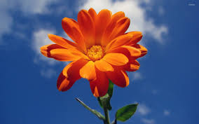 See more ideas about beautiful flowers, planting flowers, pretty flowers. Flower Images Com Vijaypatel1248 Twitter