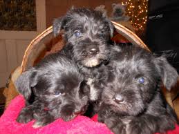 Maybe you would like to learn more about one of these? Akc Miniature Schnauzer Puppies In West Liberty Ohio Hoobly Classifieds Miniature Schnauzer Puppies Mini Schnauzer Puppies Schnauzer