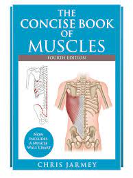 Tion is given to topographic anatomy, correlation between the organs and bones of the skeleton and nearby organs, which brings theoretical anato a plan, traditional in functional human anatomy. The Concise Book Of Muscles 4th Edition Read Download Online Libribook