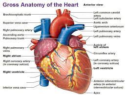 Blood Heart And Blood Vessels Lab Exam Flashcards Easy Notecards