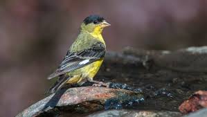 The range is 3 to 6 eggs, with an average of 5 eggs in tennessee nests. Goldfinches Bring Color And Gregariousness To North State Winter