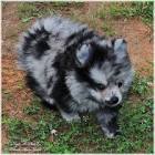 Female Pom Pups & Merle Pomeranian Puppies for Sale in ...