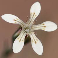 Image result for Dianthus chimanimaniensis