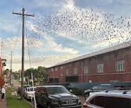 Living with Bats Workshop