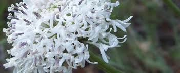 Maybe you would like to learn more about one of these? Barbara S Buttons Puffballs Marshallia Caespitosa