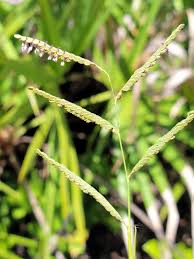 Image result for Paspalum plicatulum