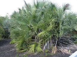 Image result for Hyphaene