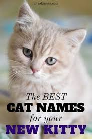 The way you want to name a cat should describe your kitty's physical or personality characteristics. 10 Cat Names Ideas Cat Names Kitten Names Cute Cat Names