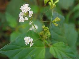 Image result for Boerhavia erecta