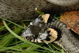 Guten tag!wir sind natalie und jürgen.schlangen gewinnen in den letzten jahren immer mehr an … juergen bedaam needs your support for ein zuhause für schlangen Schlangen Sensation Neue Uber Einen Meter Lange Art In Bayern Entdeckt Munchen Tv