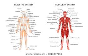 Muscle Anatomy Images Stock Photos Vectors Shutterstock