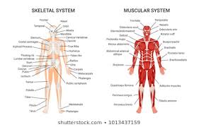 1000 Anatomy Stock Images Photos Vectors Shutterstock