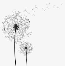 Black And White Cartoon Images Of Flowers Cartoon Dandelion Black Dandelion Floating Dandelion Png Image Dandelion Drawing White Dandelion Dandelion Pictures