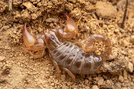 Image result for Diplocyclos tenuis