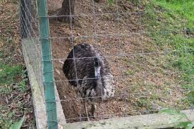 Vremea.me te ajută să fii informat despre vremea în valcea și prognoza meteo pentru valcea pe 10 zile. Ramnicu Valcea Animalele De La GrÄƒdina ZoologicÄƒ Din Ostroveni S Au PregÄƒtiti Pentru IarnÄƒ Cronica Olteniei