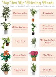 6 House Plants That Clean Your Air Positivemed Plants Air Filtering Plants Indoor Plants