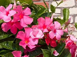 Mandevilla Plant Care Growing Mandevilla In Your Garden