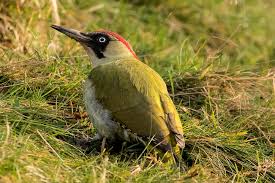 Good places to nest and take cover, water supply, and the right foods. How To Attract Woodpeckers To Your Garden Happy Beaks Blog