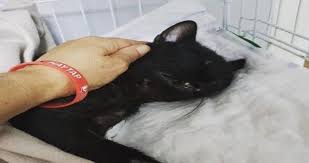 Pitbull Un Saldirdigi Yarali Kedi Oldu Yasam Haberleri