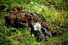 Und einige stellen im fell sind ja auch gerne mal etwas verkotet (schon wieder scheisse), so haben auch diese noch einen nutzen. Schone Scheisse Foto Bild Fotos Natur Pflanzen Bilder Auf Fotocommunity