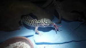 Check spelling or type a new query. Leopard Gecko Eats Live Pinkie Youtube