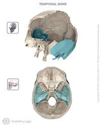Image result for Temporal Bone