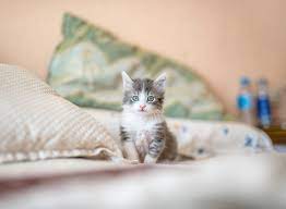 You'll find every cute kitty imaginable here! 100 Kitten Images Download Free Images On Unsplash
